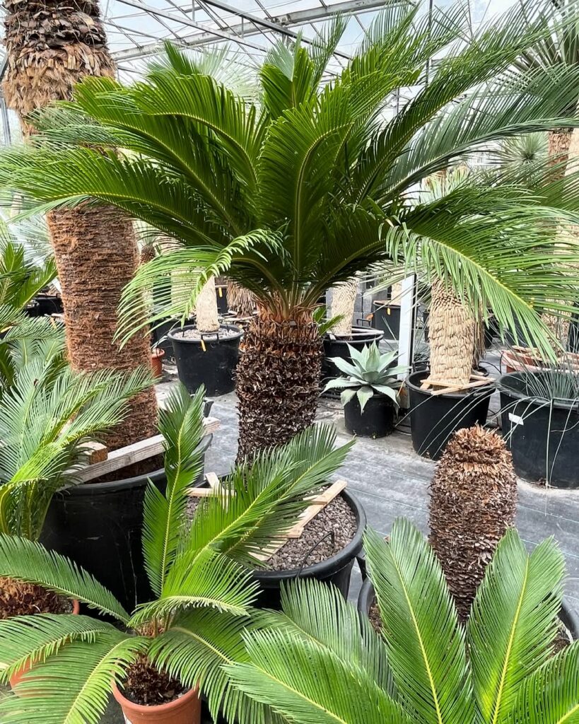 Palmeira-sagu: o charme atemporal que transforma jardins e varandas