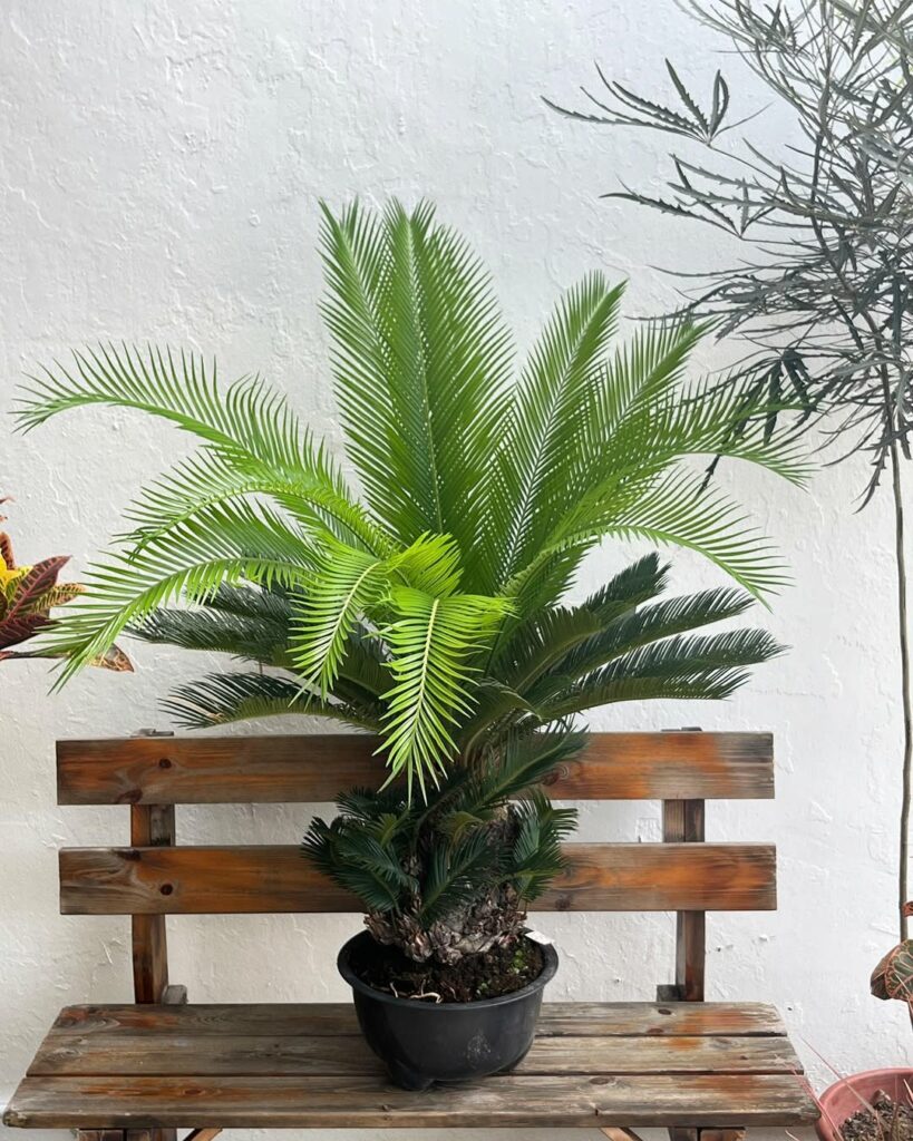 Palmeira-sagu: o charme atemporal que transforma jardins e varandas