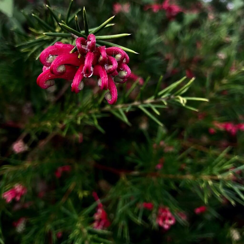 5 plantas para jardim externo que fogem do óbvio e são fáceis de cuidar.