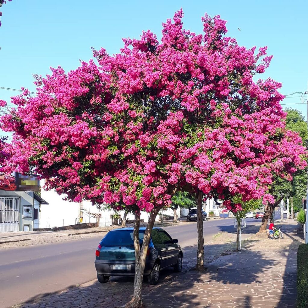 Resedá (Lagerstroemia indica): a árvore ornamental que colore ruas e jardins com delicadeza tropical