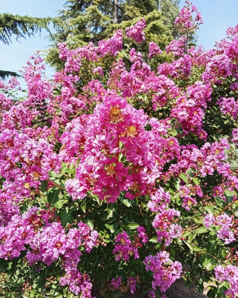 Resedá (Lagerstroemia indica): a árvore ornamental que colore ruas e jardins com delicadeza tropical