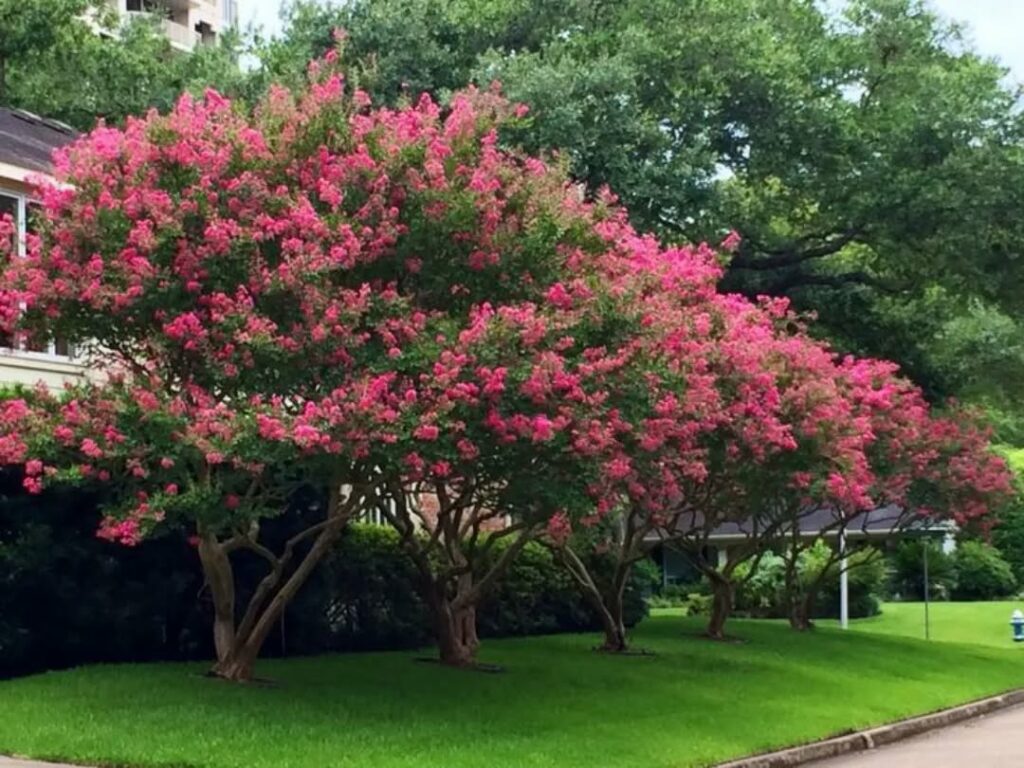 Resedá (Lagerstroemia indica): a árvore ornamental que colore ruas e jardins com delicadeza tropical