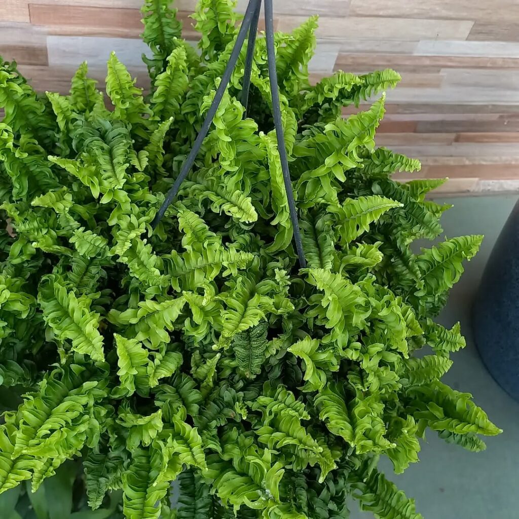 Samambaia Ariane: descubra como cultivar essa planta ornamental que traz movimento à decoração