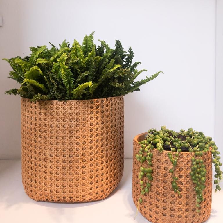 Samambaia Ariane: descubra como cultivar essa planta ornamental que traz movimento à decoração