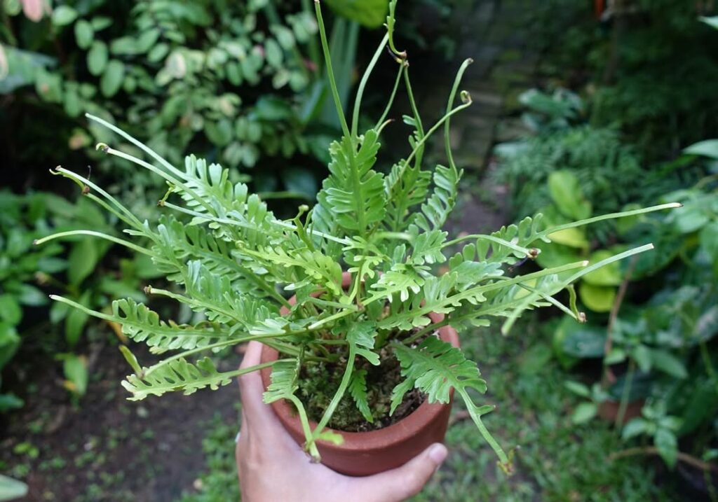 Asplenium kenzoi