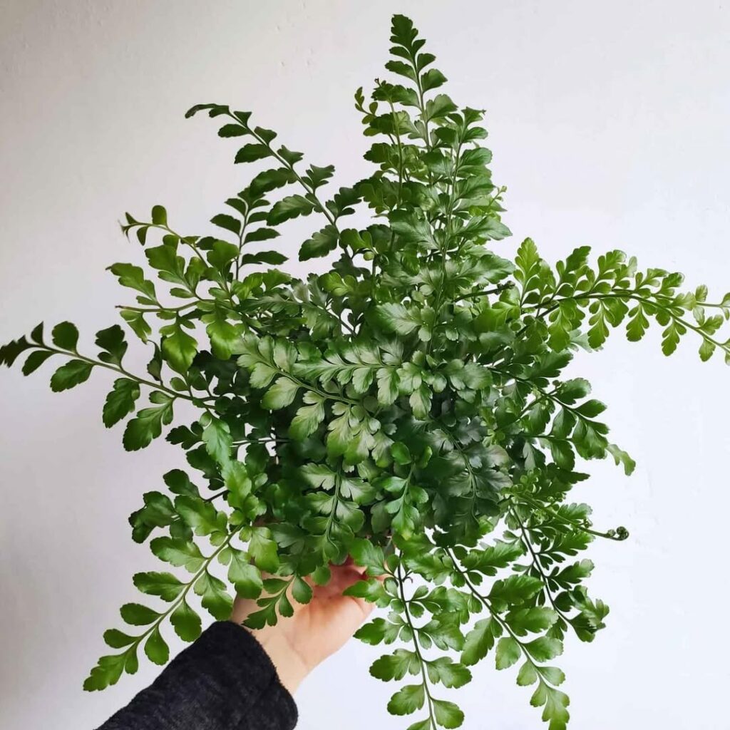 Samambaia asplenium parvati