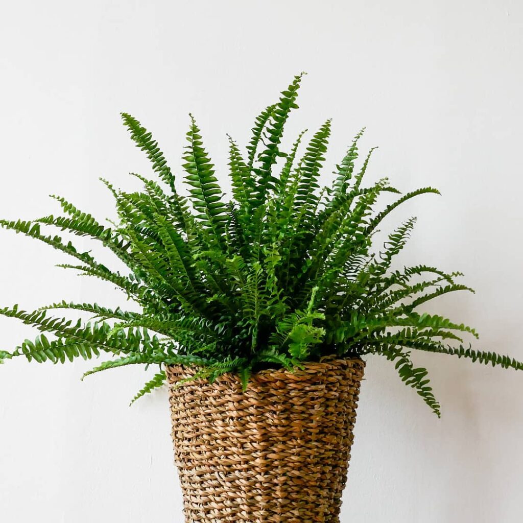 Samambaia-de-sol: a planta que ama luz e transforma qualquer ambiente com elegância