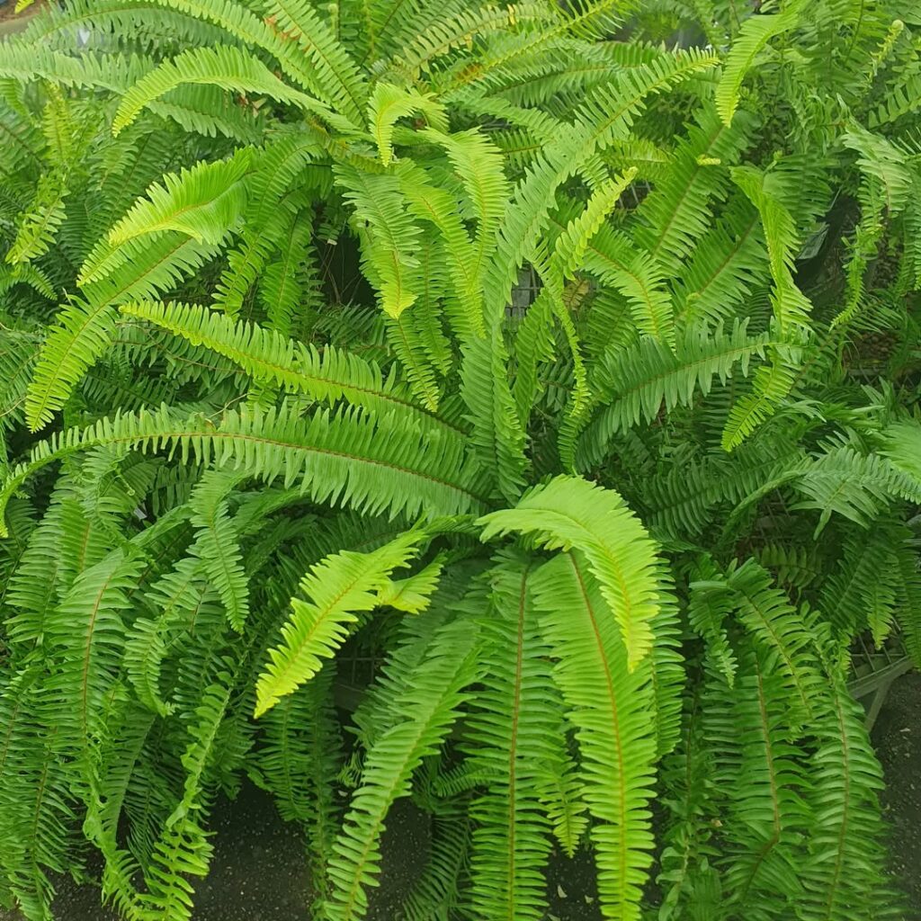 Como deixar sua samambaia linda e volumosa mesmo sem ter muita experiência