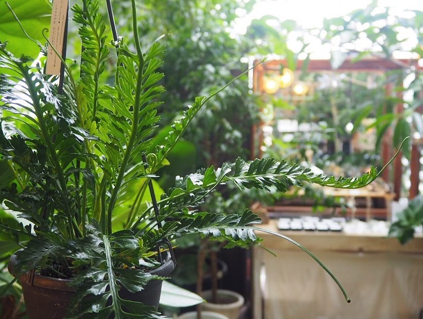 Asplenium kenzoi: a samambaia diferente que traz charme e frescor aos ambientes