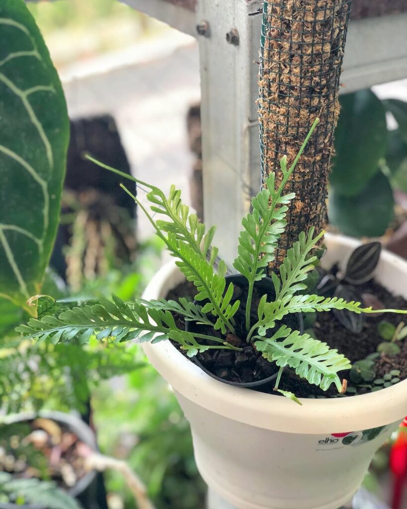 Asplenium kenzoi: a samambaia diferente que traz charme e frescor aos ambientes