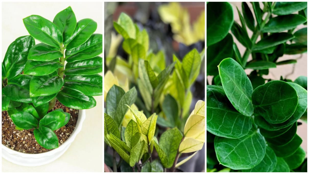 4 tipos de zamioculca