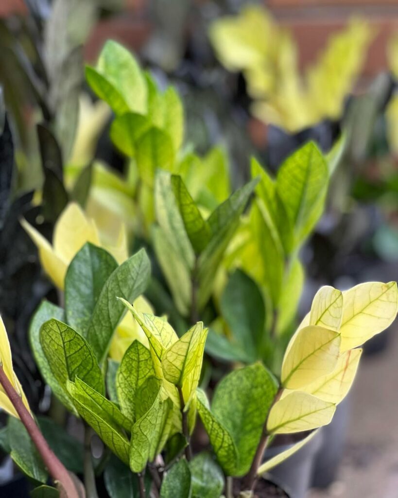Mini, black ou camaleão? Conheça as 4 versões de zamioculca que conquistaram os apaixonados por plantas