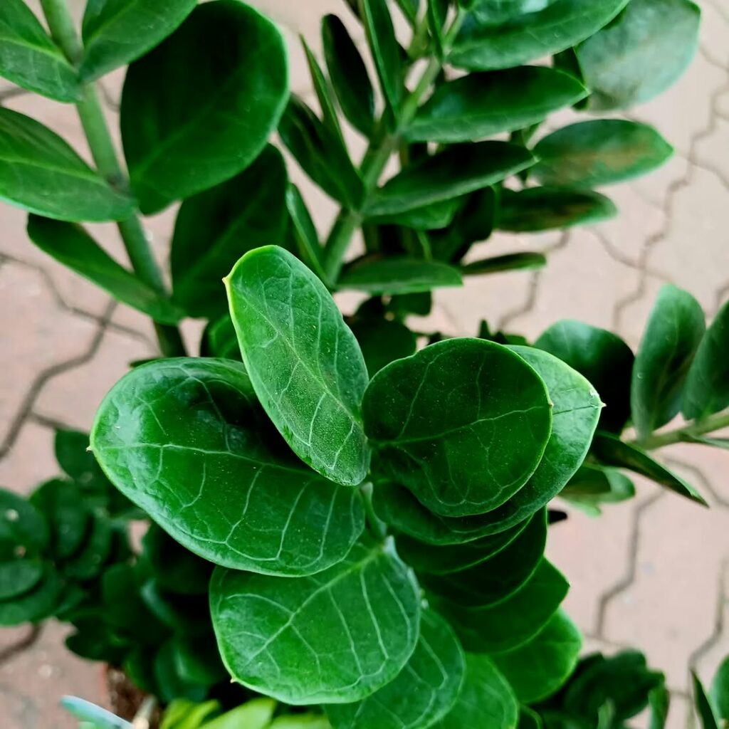 Mini, black ou camaleão? Conheça as 4 versões de zamioculca que conquistaram os apaixonados por plantas