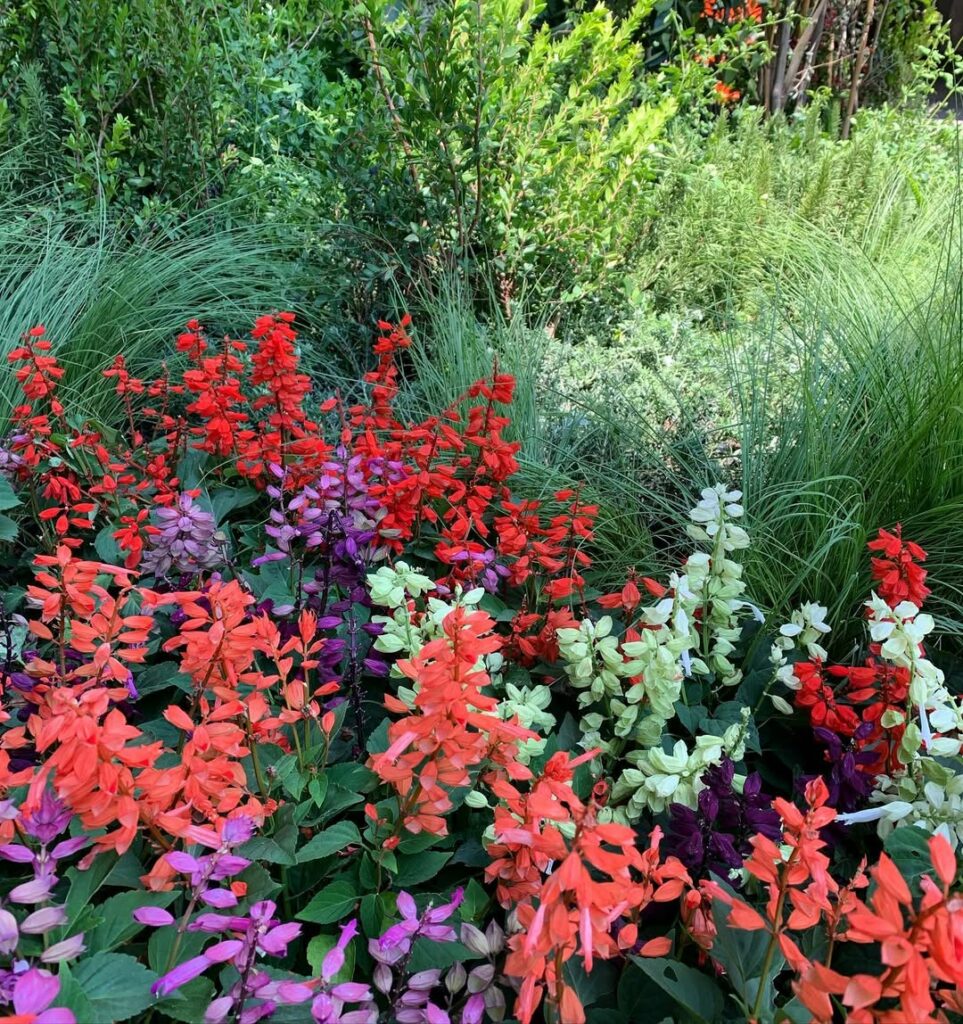 Alegria-dos-jardins: a flor vibrante que colore canteiros o ano inteiro