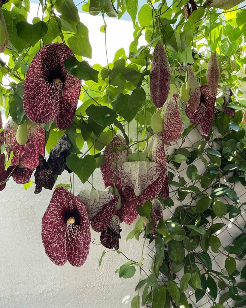 Flores Coloridas, Cheiro Horrível: O Truque da Natureza para Atrair Polinizadores