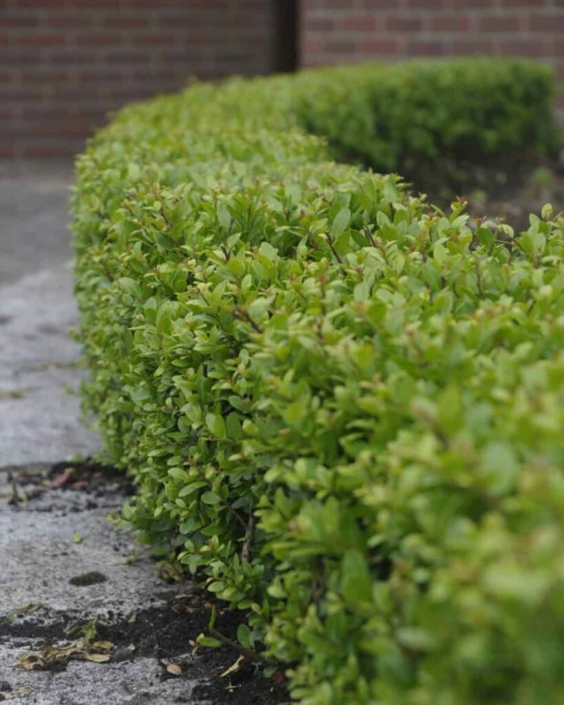 Azevinho-japonês (Ilex crenata): por que essa planta virou a queridinha dos projetos de paisagismo