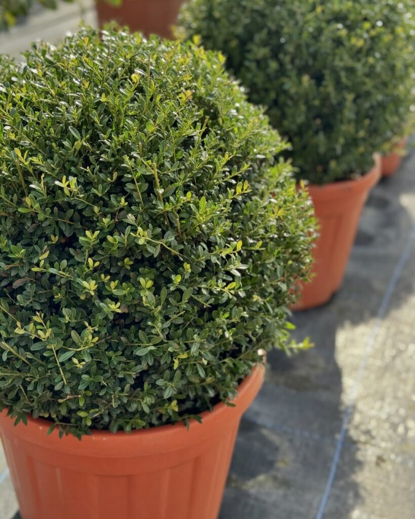 Azevinho-japonês (Ilex crenata): por que essa planta virou a queridinha dos projetos de paisagismo