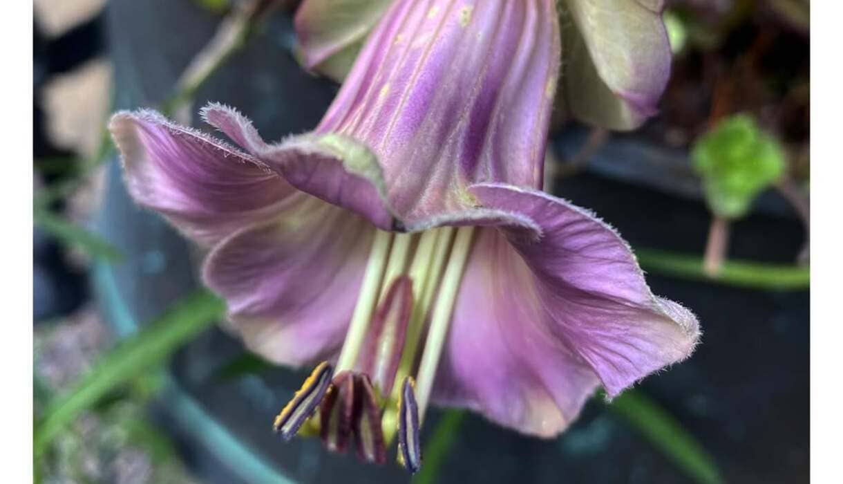 Cipó-de-sino: a trepadeira com flores encantadoras que transformam qualquer jardim