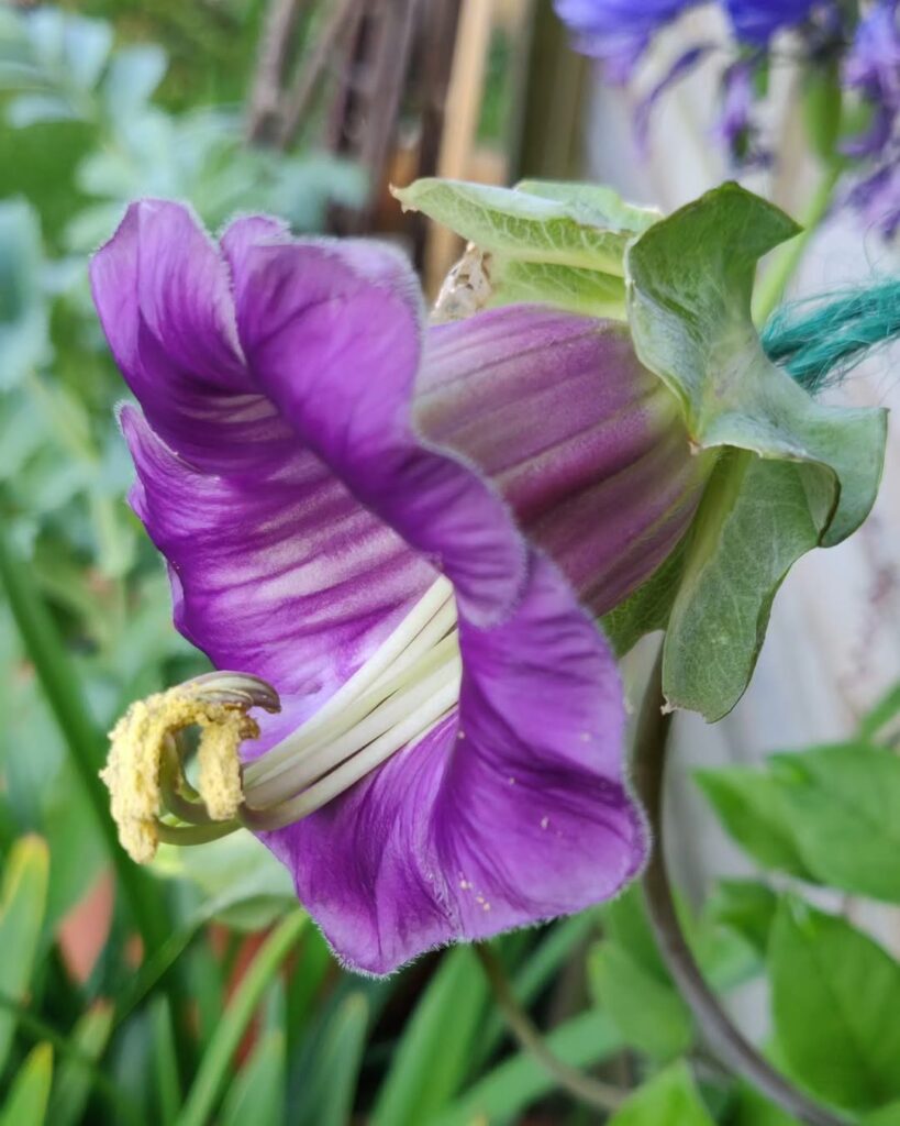Cipó-de-sino: a trepadeira com flores encantadoras que transformam qualquer jardim