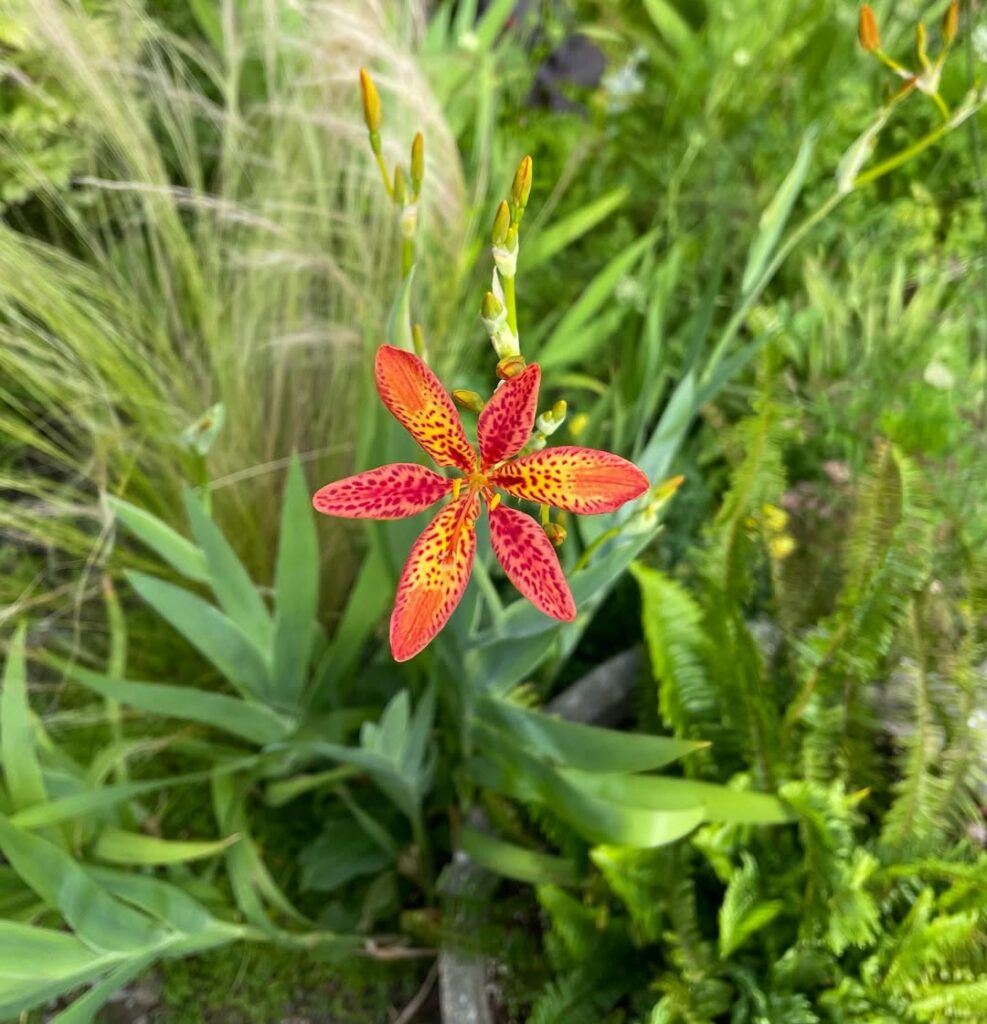 A flor-leopardo existe! Veja como cultivar essa exótica beleza manchada no jardim