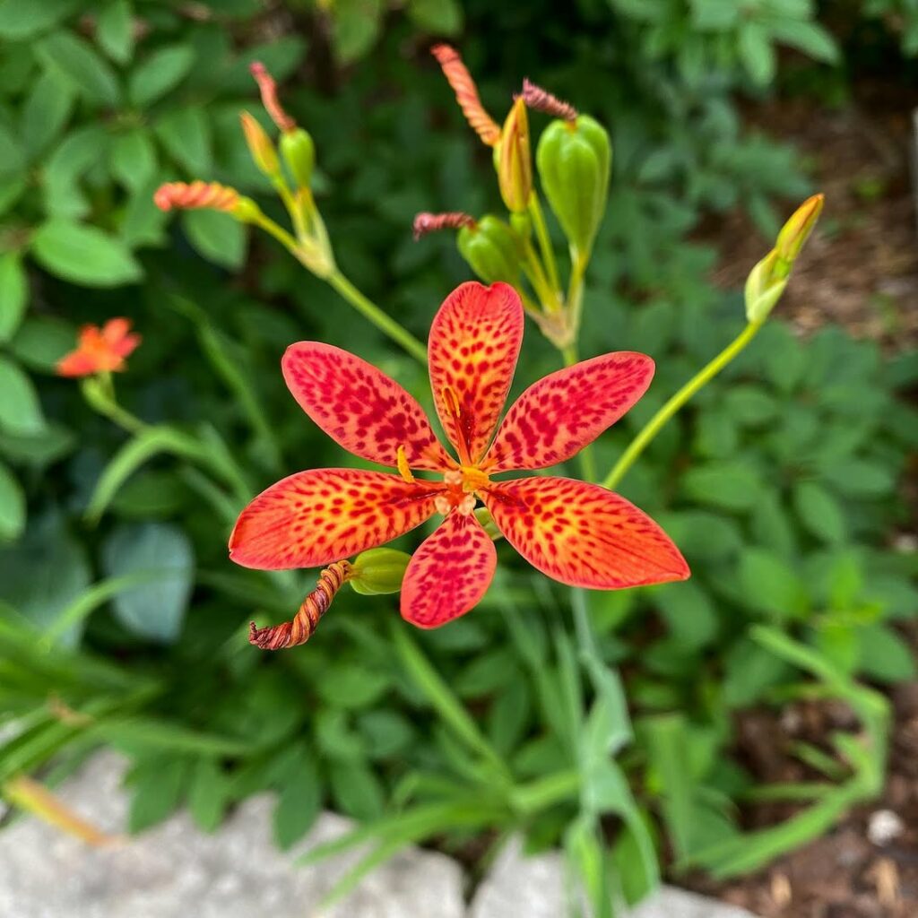 A flor-leopardo existe! Veja como cultivar essa exótica beleza manchada no jardim