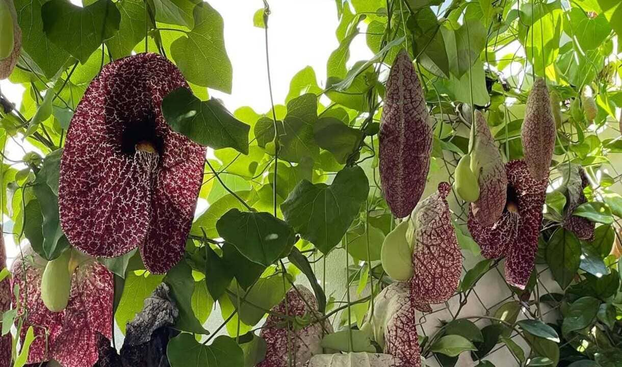 Flores Coloridas, Cheiro Horrível: O Truque da Natureza para Atrair Polinizadores