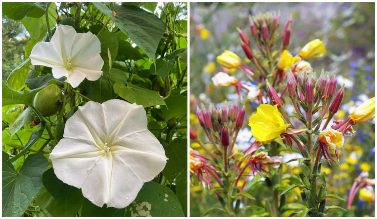 Flores que dançam com a lua: o espetáculo das plantas que só abrem à noite