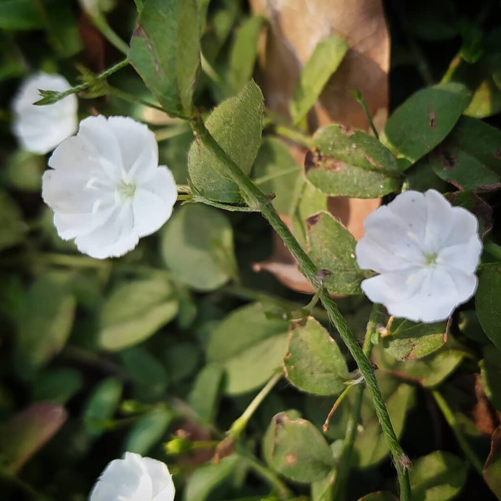 Gota-de-Orvalho: a planta que floresce como um suspiro e transforma qualquer cantinho em poesia verde