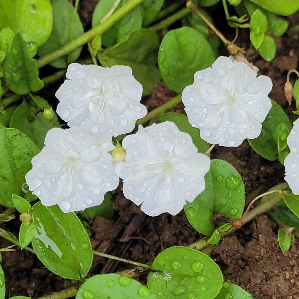 Gota-de-Orvalho: a planta que floresce como um suspiro e transforma qualquer cantinho em poesia verde