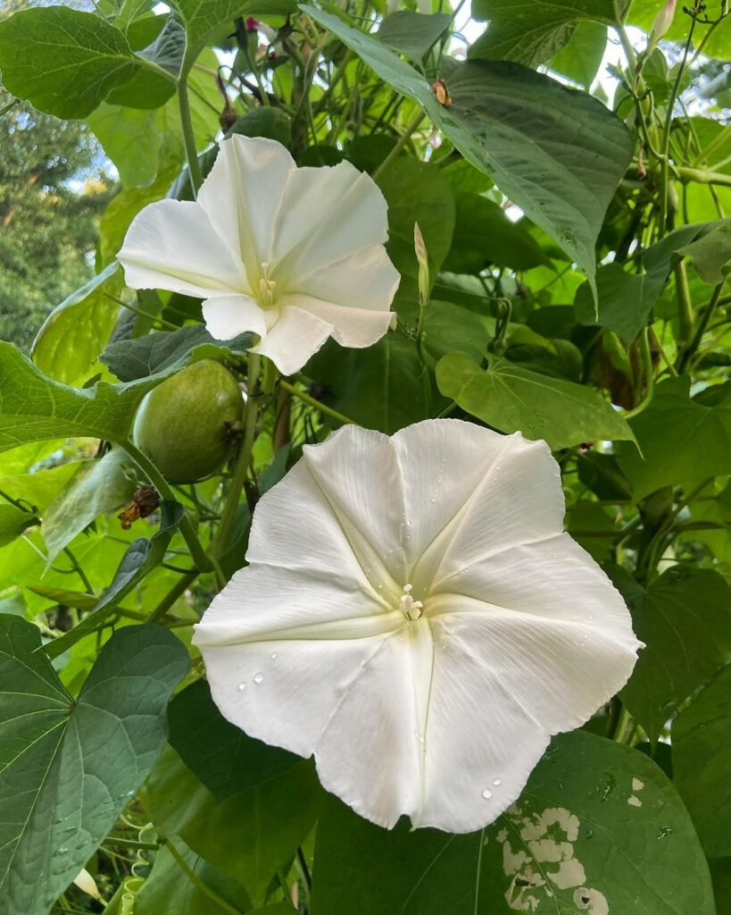 Flores que dançam com a lua: o espetáculo das plantas que só abrem à noite