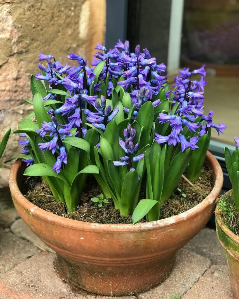 Jacinto: a flor perfumada que dá charme e cor a qualquer jardim