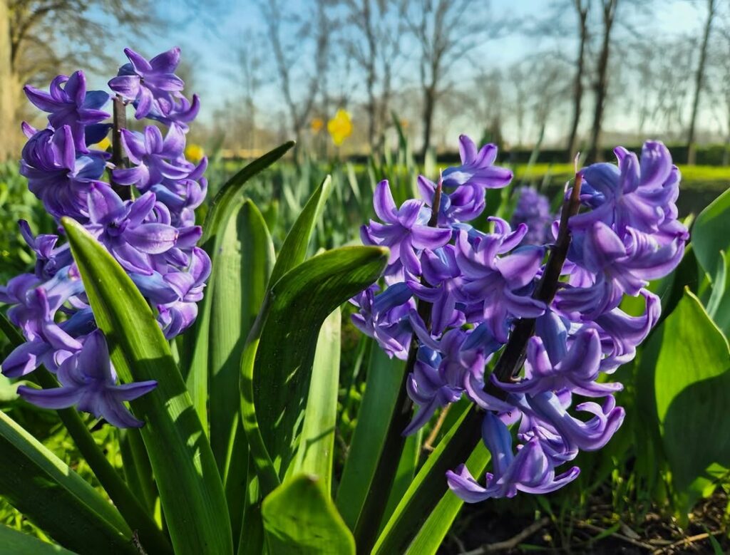 Jacinto: a flor perfumada que dá charme e cor a qualquer jardim