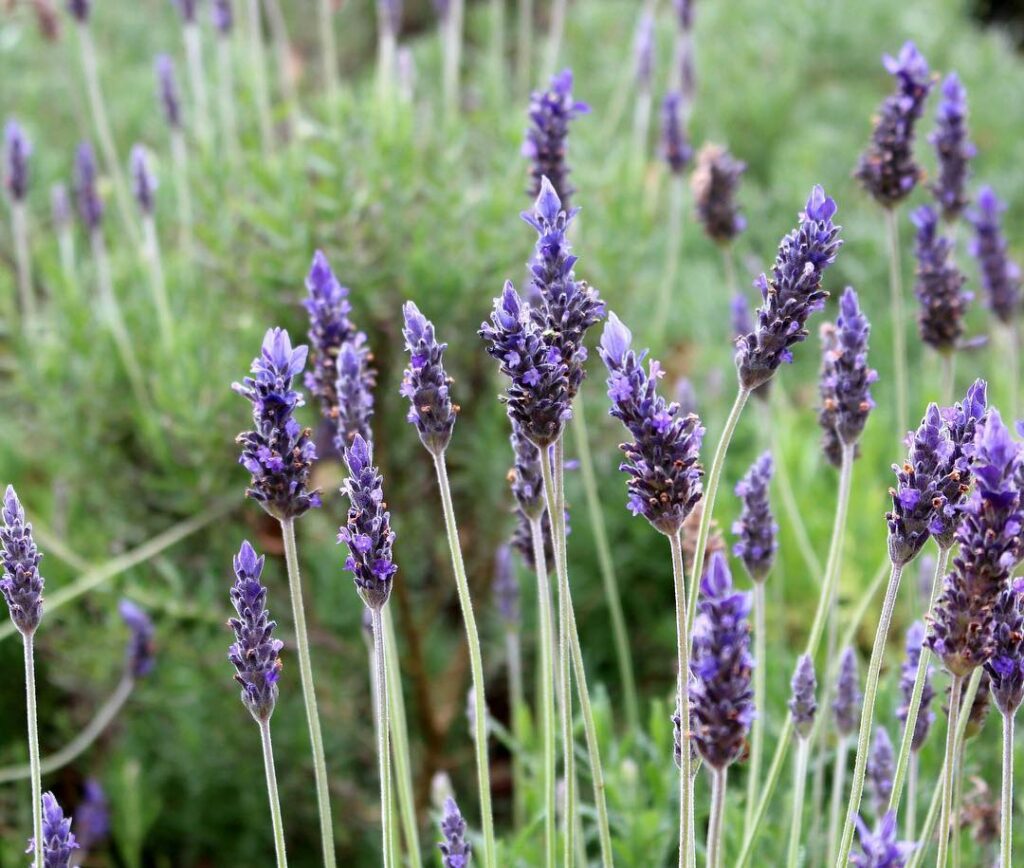 Lavandula dentata: a lavanda que vai além do perfume e transforma qualquer jardim