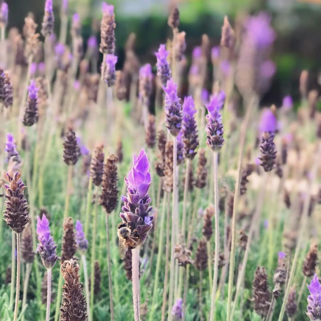 Lavandula dentata: a lavanda que vai além do perfume e transforma qualquer jardim