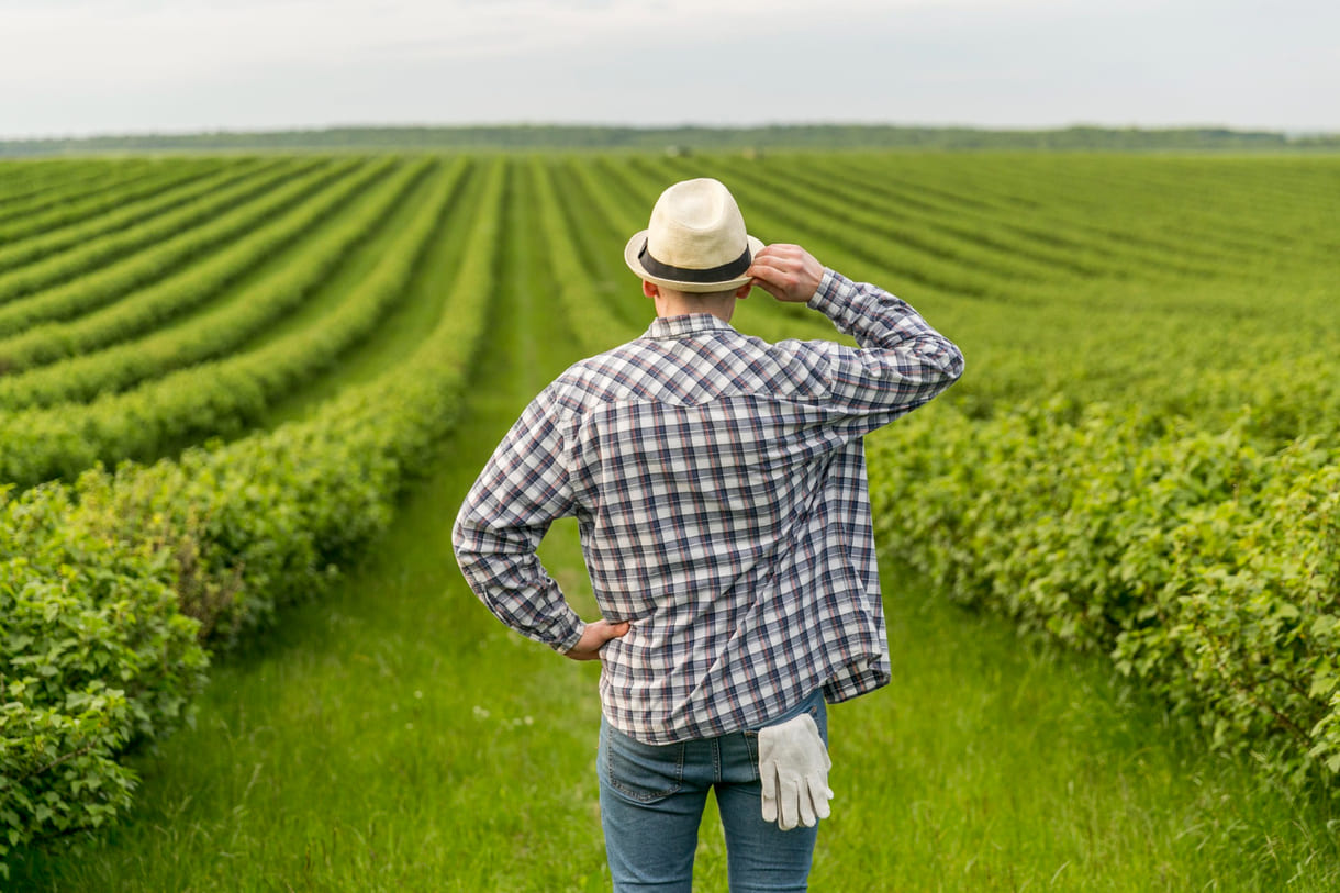 Como a integração lavoura-pecuária eleva a qualidade do solo e aumenta as colheitas no Matopiba