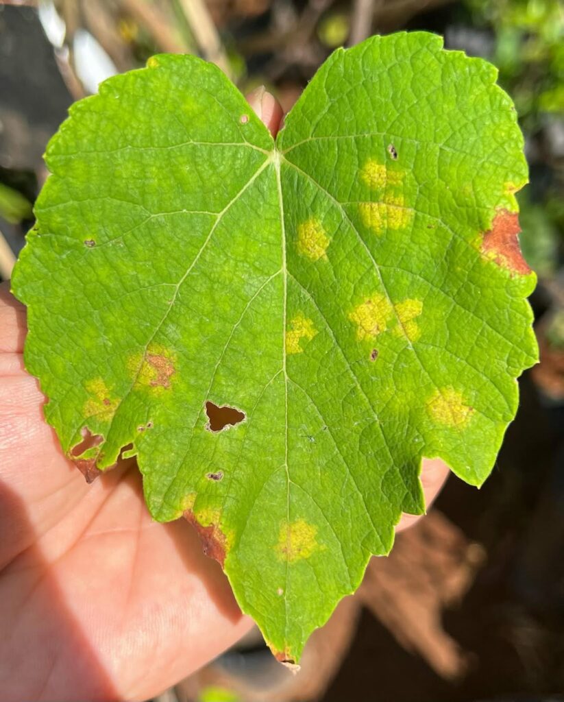 Míldio nas plantas: como vencer essa doença fúngica usando apenas soluções caseiras