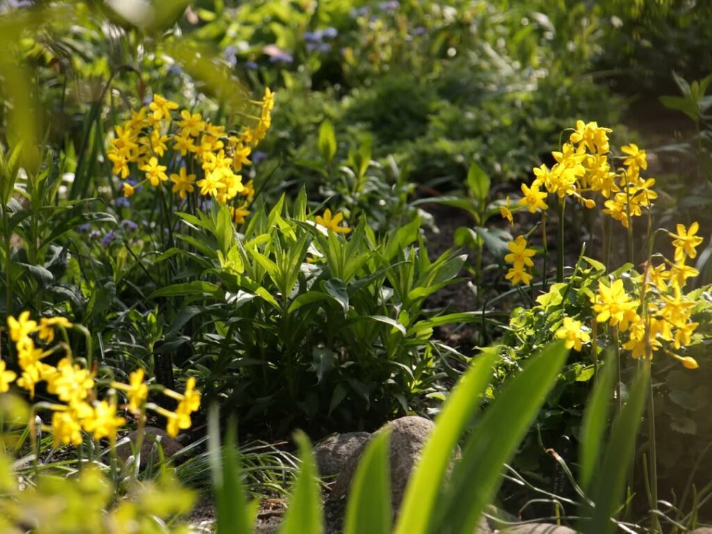 Narciso (Narcissus jonquilla): Como Cultivar Essa Flor Delicada e Aromática o Ano Inteiro