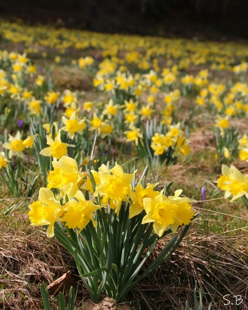 Narciso (Narcissus jonquilla): Como Cultivar Essa Flor Delicada e Aromática o Ano Inteiro