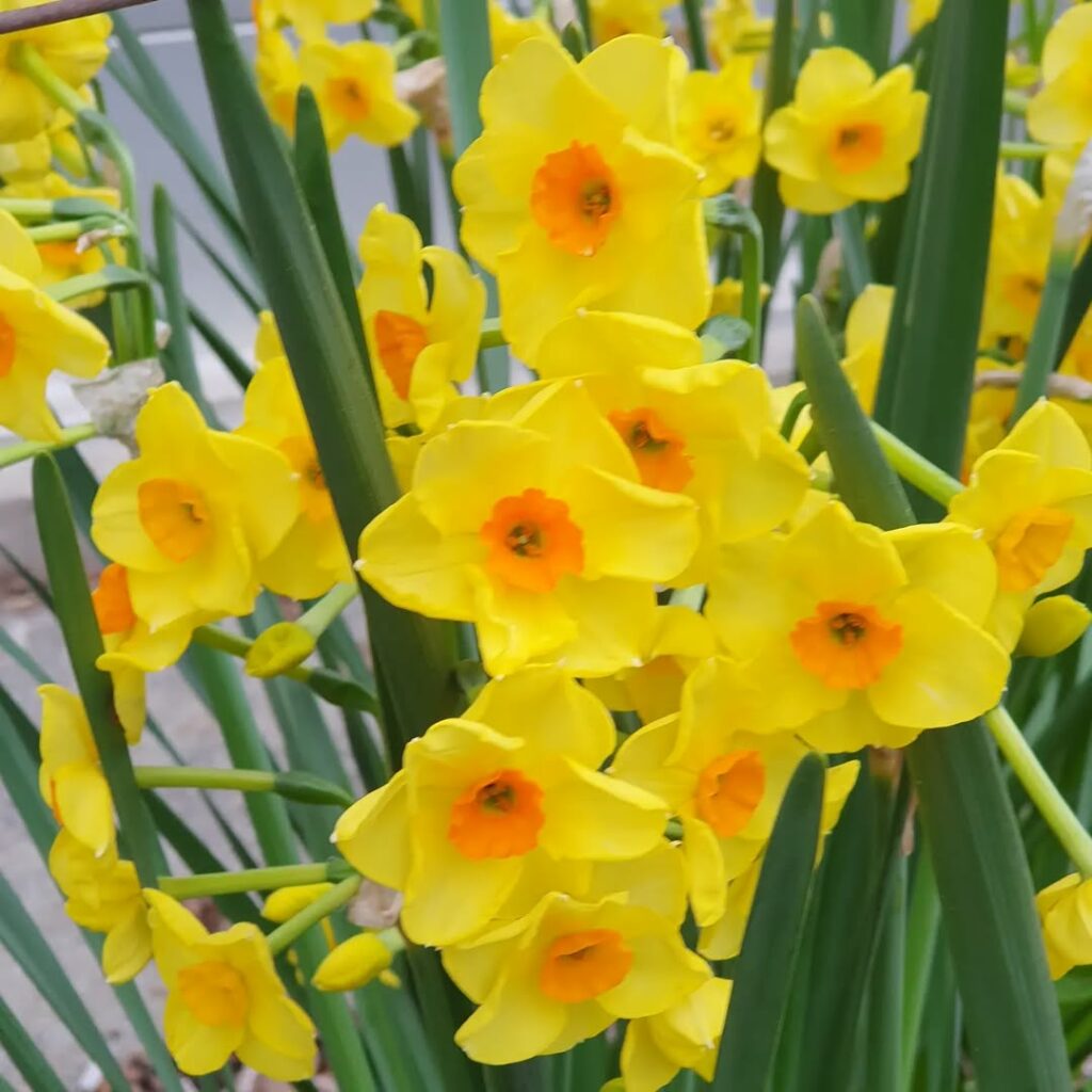 5 plantas que florescem lindamente no frio e vão transformar seu inverno