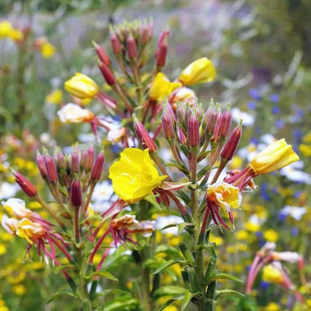 Flores que dançam com a lua: o espetáculo das plantas que só abrem à noite