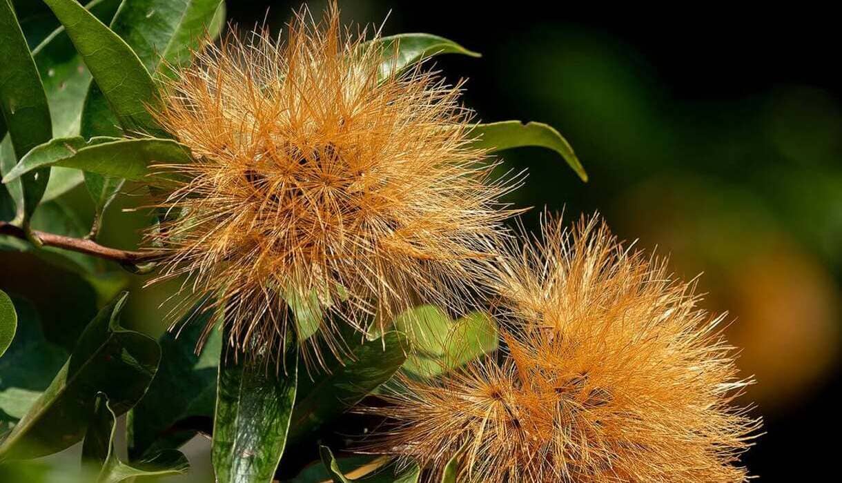 Você conhece o rabo-de-cotia? Conheça a planta brasileira que parece uma escova dourada viva
