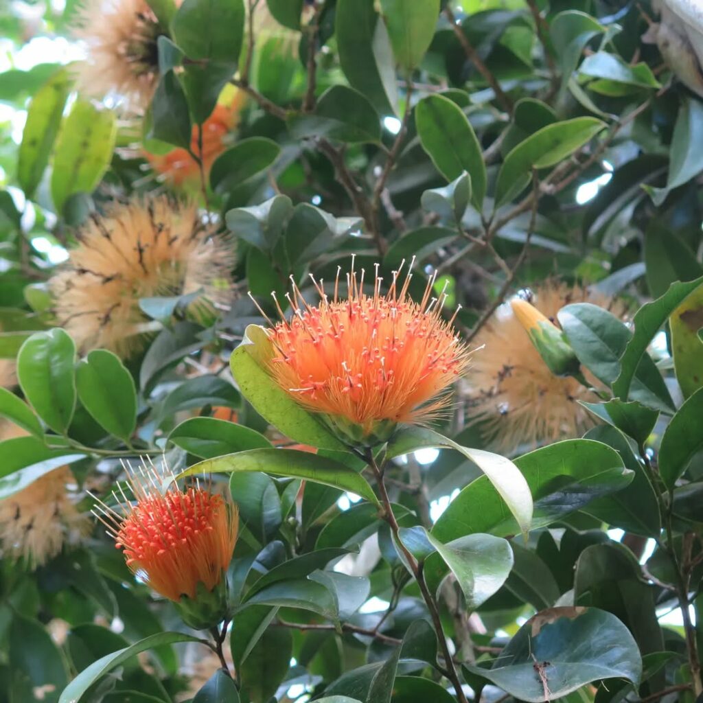 Você conhece o rabo-de-cotia? Conheça a planta brasileira que parece uma escova dourada viva