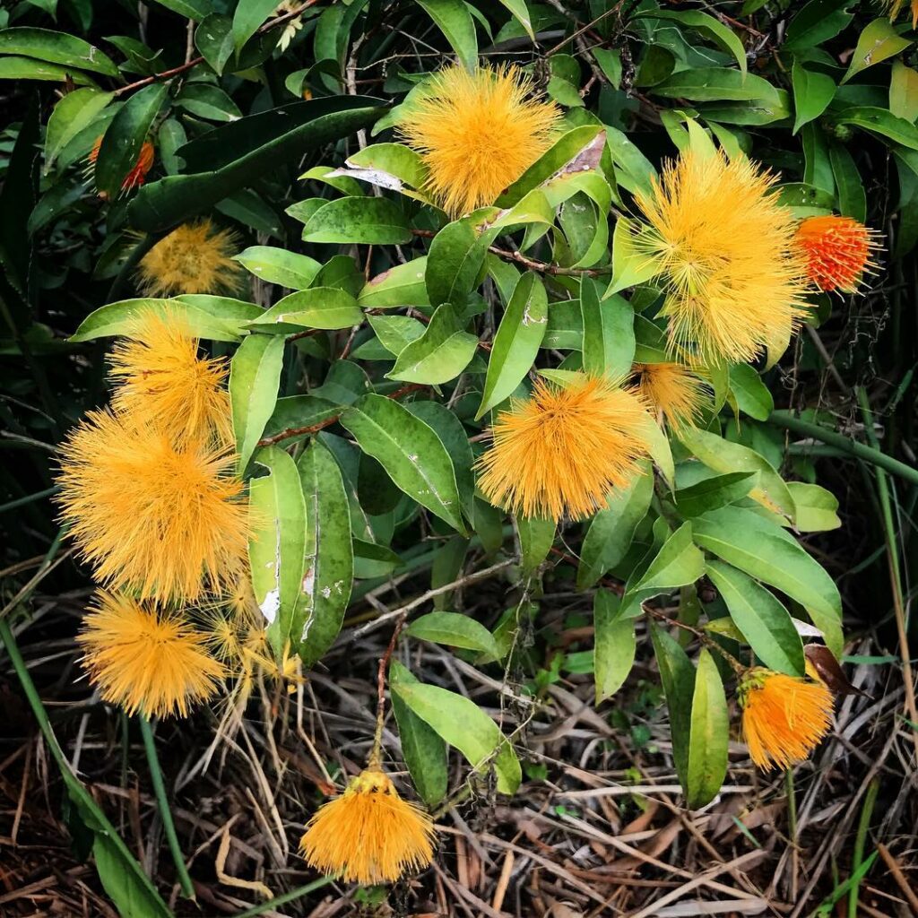 Você conhece o rabo-de-cotia? Conheça a planta brasileira que parece uma escova dourada viva