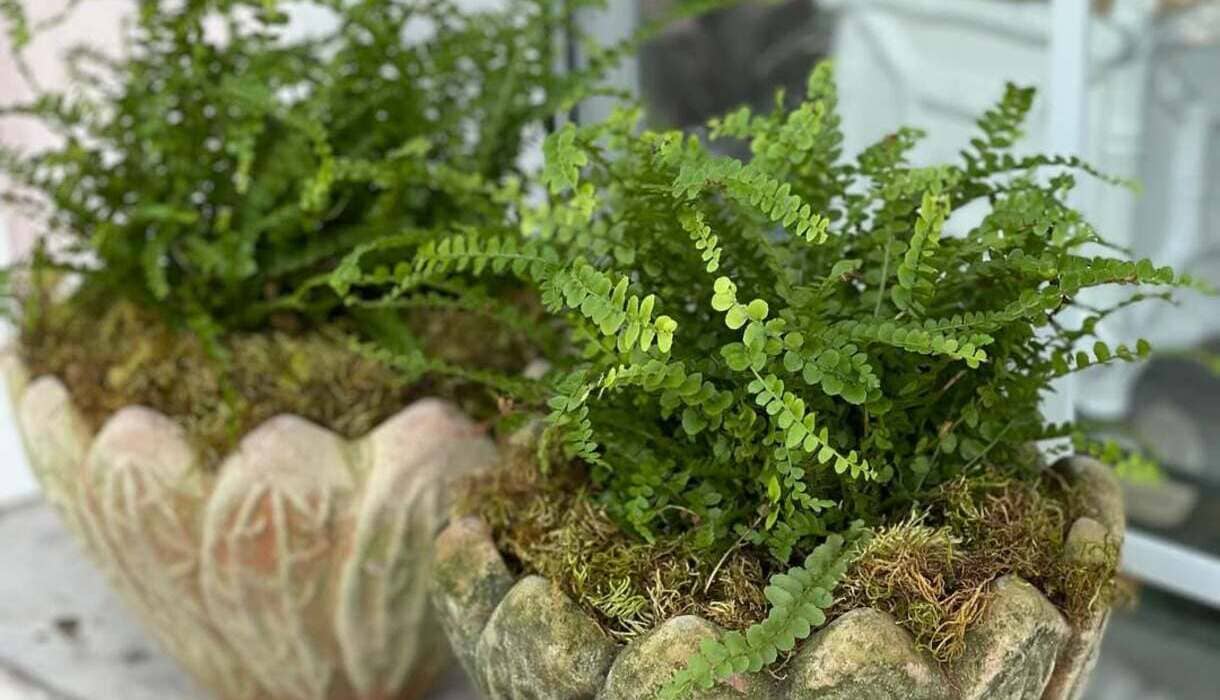 Samambaia bonita e saudável: descubra 4 cuidados que fazem toda a diferença