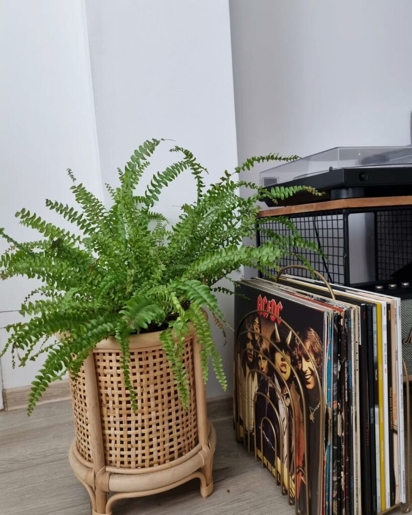 Nephrolepis cordifolia: segredos para cultivar a samambaia mais adorada pelos brasileiros