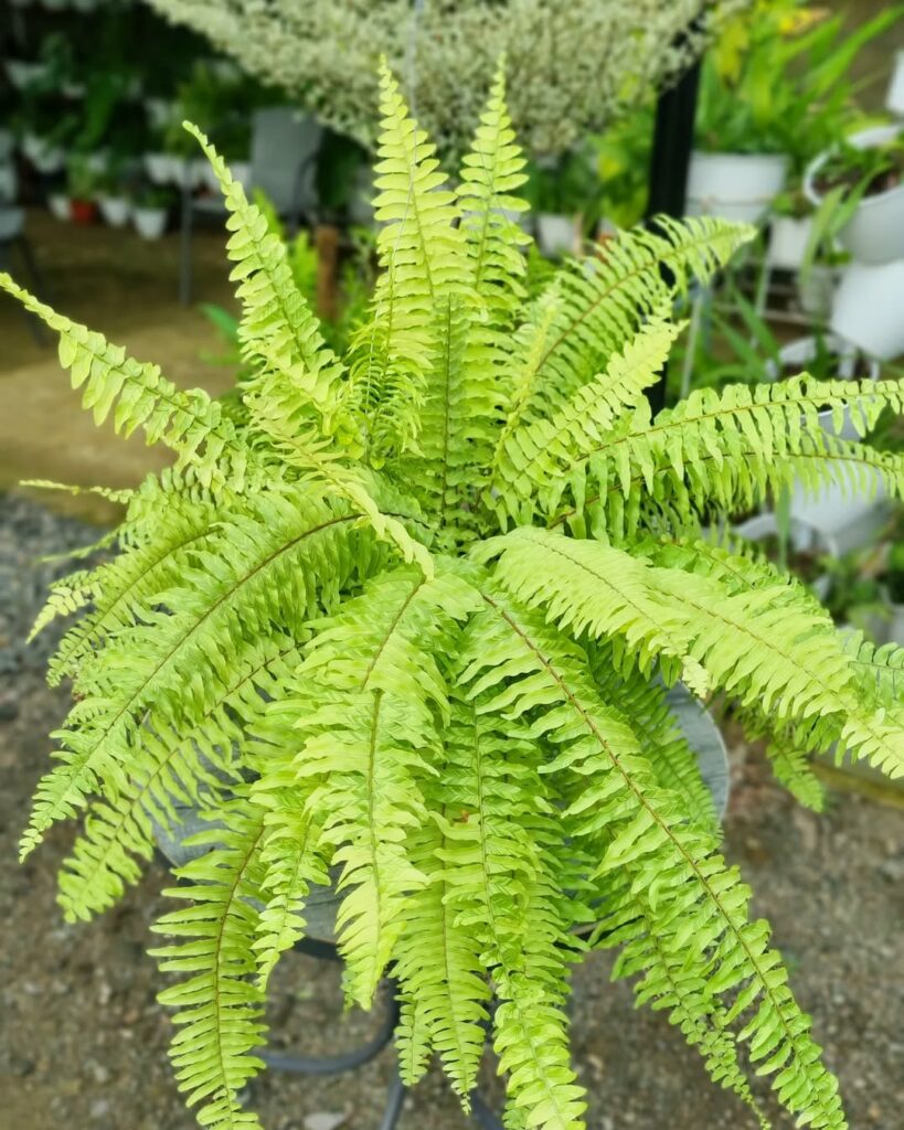 Nephrolepis cordifolia: segredos para cultivar a samambaia mais adorada pelos brasileiros