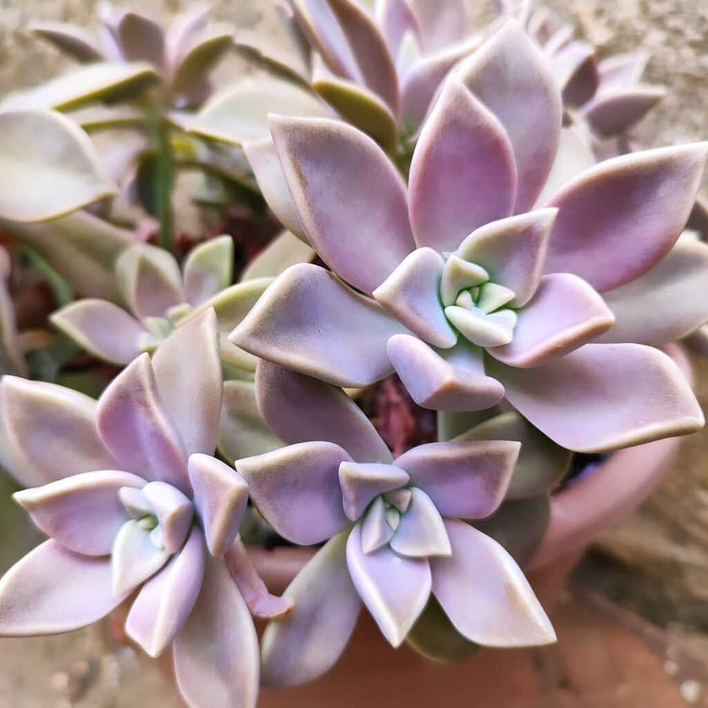 Suculentas coloridas: plantas que encantam e apaixonam colecionadores