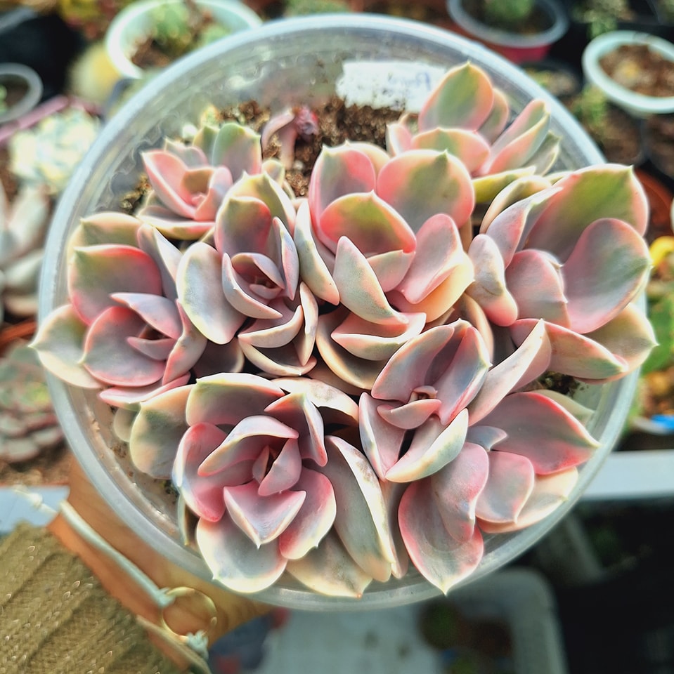 Suculentas coloridas raras: os segredos para cultivar as espécies mais desejadas do momento