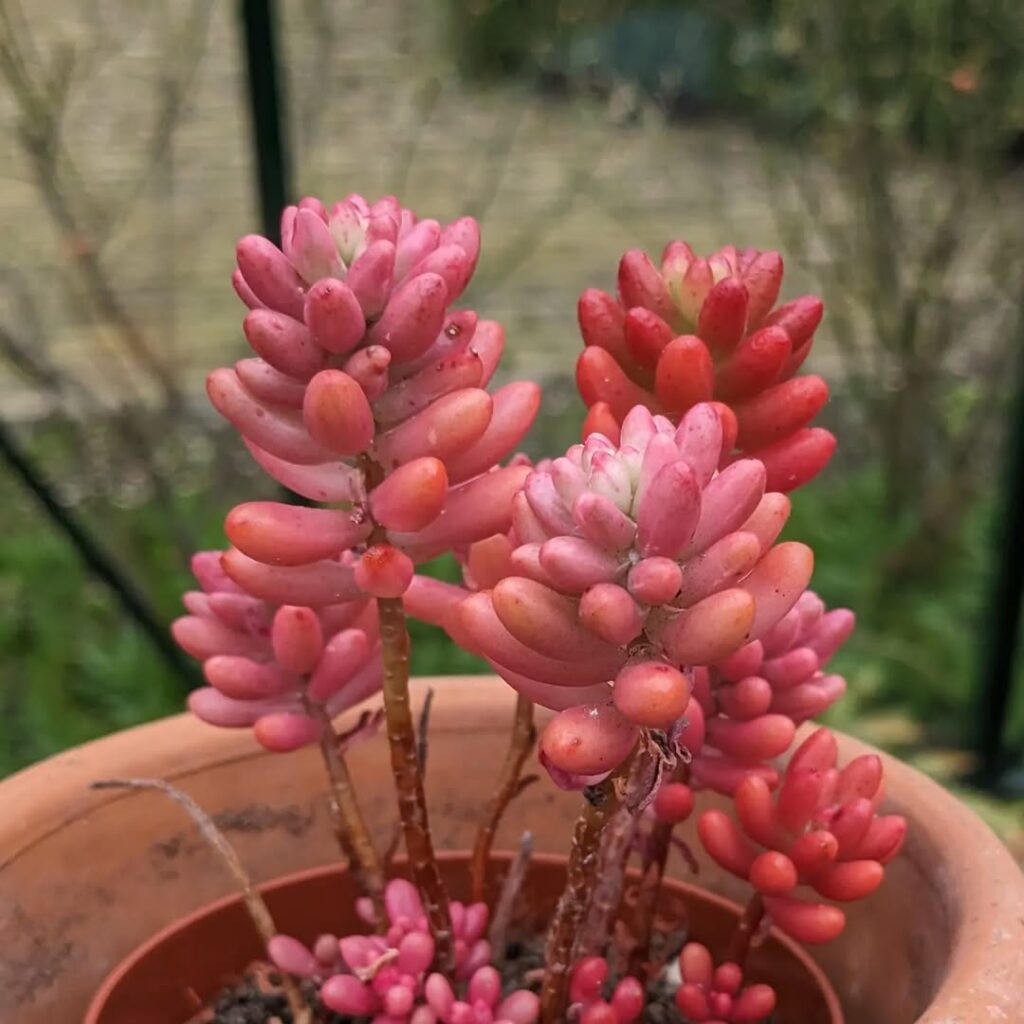 Suculentas coloridas raras: os segredos para cultivar as espécies mais desejadas do momento