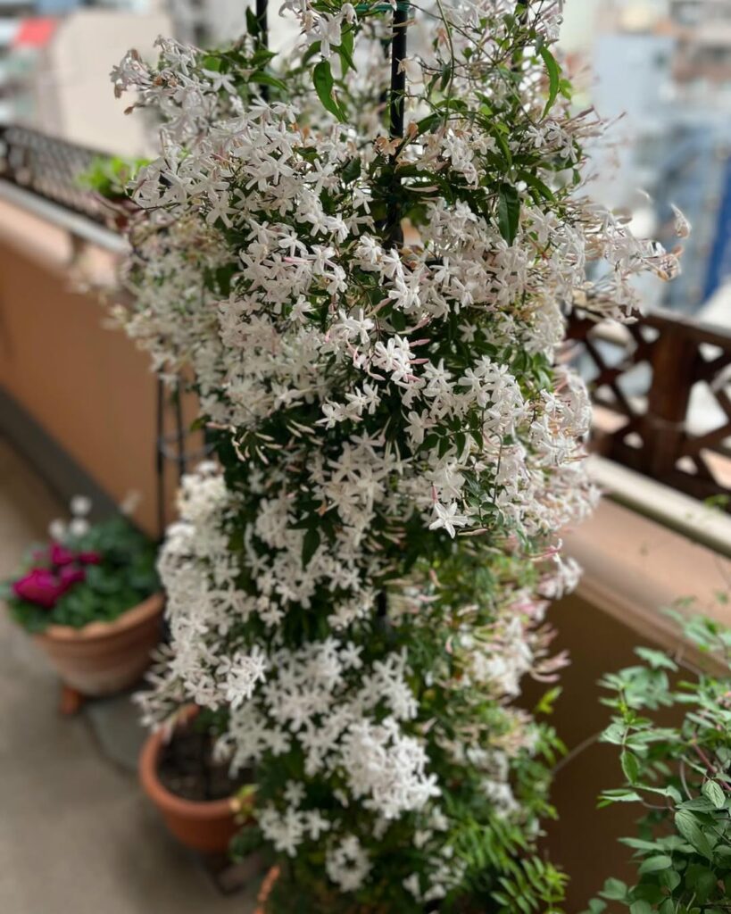 As Trepadeiras que Florescem em Vasos e Mudam a Paisagem do Seu Lar